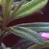Daphne 'Lawrence Crocker', flowers
