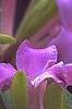 Daphne 'Lawrence Crocker', flowers