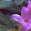 Daphne 'Lawrence Crocker', flowers
