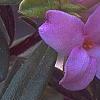 Daphne 'Lawrence Crocker', flowers