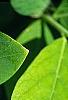 Dirca palustris, leaves