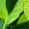 Dirca palustris, leaves