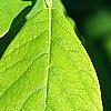 Dirca palustris, leaves