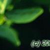 Dirca palustris, leaves