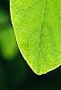 Dirca palustris, leaves