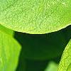 Dirca palustris, leaves