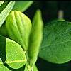 Dirca palustris, leaves