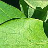 Dirca palustris, leaves