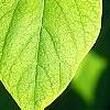 Dirca palustris, leaves