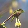 Dirca palustris, flowers