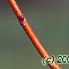 Tilia cordata 'Winter Orange', buds