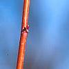 Tilia cordata 'Winter Orange', buds