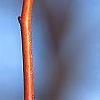 Tilia cordata 'Winter Orange', buds