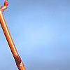 Tilia cordata 'Winter Orange', buds
