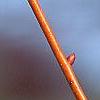Tilia cordata 'Winter Orange', buds