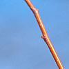 Tilia cordata 'Winter Orange', buds