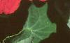 Tropaeolum majus, flowers