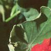 Tropaeolum majus, flowers