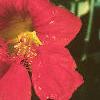 Tropaeolum majus, flowers