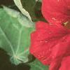Tropaeolum majus, flowers