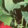 Tropaeolum majus, flowers