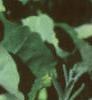 Tropaeolum majus, flowers