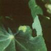 Tropaeolum majus, flowers
