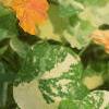 Tropaeolum majus 'Variegatum', habit