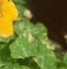 Tropaeolum majus 'Variegatum', habit