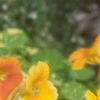 Tropaeolum majus 'Variegatum', habit