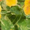 Tropaeolum majus 'Variegatum', habit