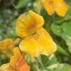Tropaeolum majus 'Variegatum', habit