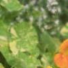 Tropaeolum majus 'Variegatum', habit