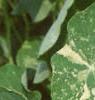 Tropaeolum majus 'Variegatum', leaves