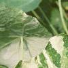 Tropaeolum majus 'Variegatum', leaves