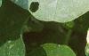 Tropaeolum majus 'Variegatum', leaves