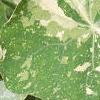 Tropaeolum majus 'Variegatum', leaves