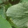 Tropaeolum majus 'Variegatum', leaves