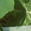 Tropaeolum majus 'Variegatum', leaves