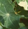 Tropaeolum majus 'Variegatum', leaves