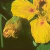 Tropaeolum majus 'Variegatum', flowers