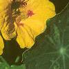 Tropaeolum majus 'Variegatum', flowers