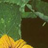 Tropaeolum majus 'Variegatum', flowers