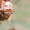 Ptelea trifoliata, fruit