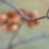 Ptelea trifoliata, fruit