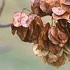 Ptelea trifoliata, fruit