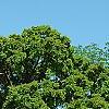Ulmus 'Morton', habit