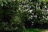 Ulmus 'Morton', habit