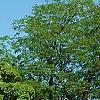 Ulmus 'Morton', habit