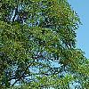 Ulmus 'Morton', habit